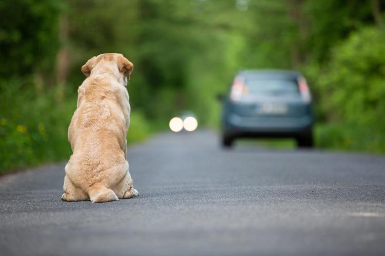 In Italia vengono abbandonati oltre 130.000 animali - (foto Adobe)