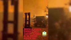 Incendio distrugge azienda agricola in Puglia, la disperazione dell'agricoltore - Video