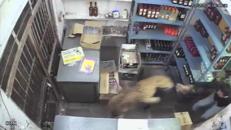 India, un leopardo irrompe in un negozio di liquori e aggredisce il cassiere - Video
