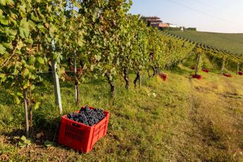 Vendemmia anticipata, Coldiretti: Il caldo cambia raccolta uva in Italia, ormai è tendenza