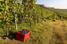Vendemmia anticipata, Coldiretti: Il caldo cambia raccolta uva in Italia, ormai è tendenza