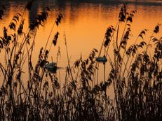 Biodiversità - (Fotolia)