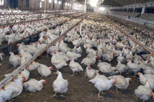 Meglio il pollo con pelle bianca o gialla? L'allevatore sfata un falso mito