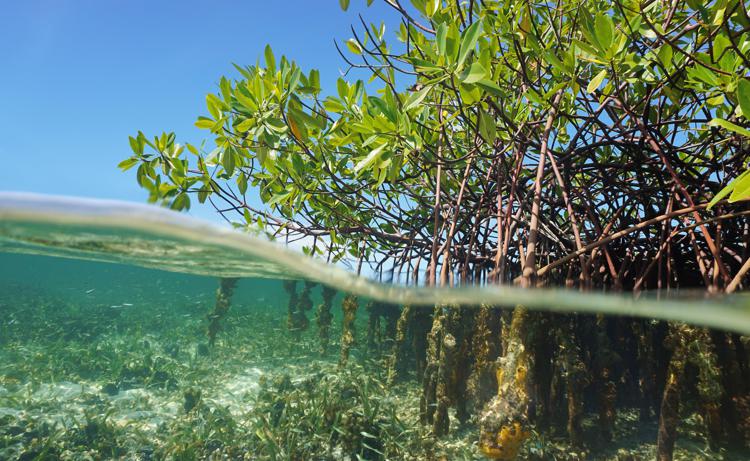 Piante di mangrovia - (foto Ufficio stampa)