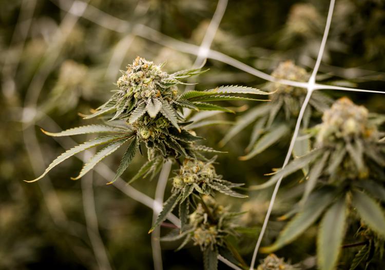 Cannabis - (Fotogramma)