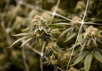 Cannabis - (Fotogramma)