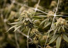 Cannabis - (Fotogramma)