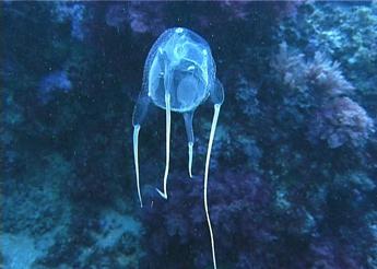 Una cubomedusa - (Wikipedia)