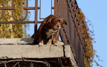 Cane su terrazzo - (123Rf)
