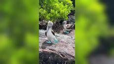 Un pennuto con le zampe azzurre fosforescenti, sembra Ai ma è la natura - Video