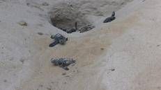 Wwf a difesa delle tartarughe marine, in Sicilia primato di deposizioni - Video