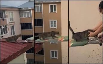 Il gatto salvato con un'asse da stiro