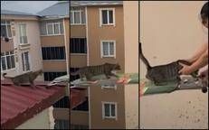 Il gatto salvato con un'asse da stiro