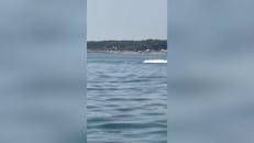 Delfini a pochi metri dalla riva in Romagna tra acrobazie e giochi d'acqua - Video