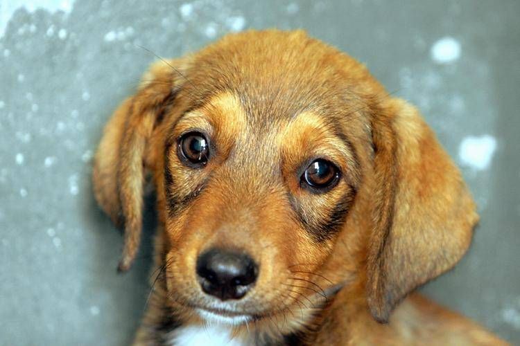 Un cane - (Fotogramma)