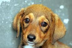 Un cane - (Fotogramma)