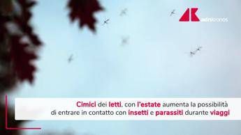 Cimici dei letti, in estate aumenta possibilità contatto