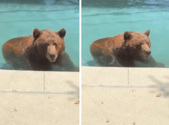 Orso si intrufola in un'abitazione privata per... un tuffo in piscina - Il video