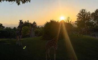 Le incredibili reazioni di giraffe e primati all'eclissi solare - Video