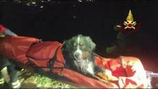 Baloo non riesce più a camminare, cane soccorso in montagna dai Vigili del fuoco - Video