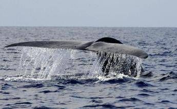 Balena - Afp