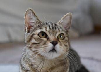 Gatto - Ipa/Fotogramma
