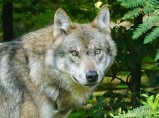Un lupo, repertorio - ()