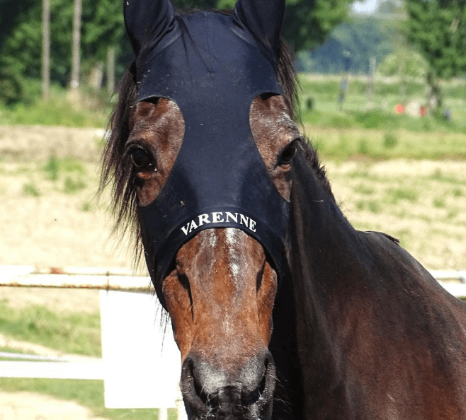 Morto Varenne, il più grande cavallo trottatore di tutti i tempi: aveva 31 anni