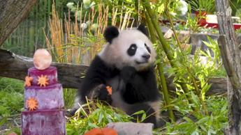 Compleanno per le gemelle panda allo zoo di Berlino, festa con torta ghiacciata di frutta - Video