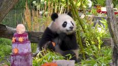 Compleanno per le gemelle panda allo zoo di Berlino, festa con torta ghiacciata di frutta - Video