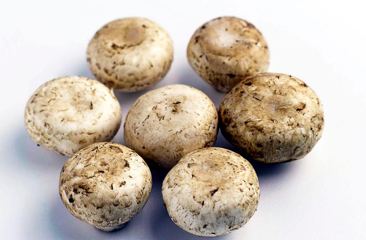Funghi champignon - (Foto )
