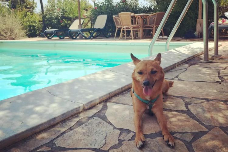 Cane in vacanza - Adnkronos