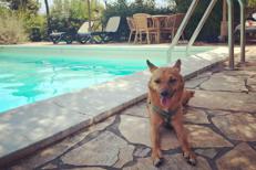 Cane in vacanza - Adnkronos