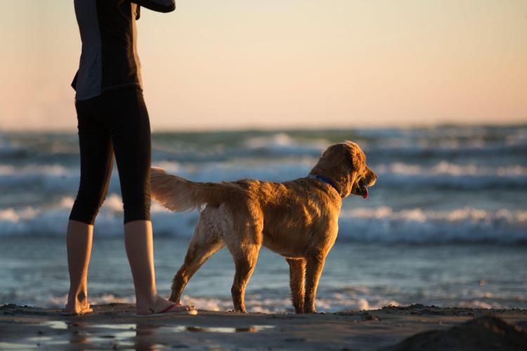 Cane al mare  - 123Rf