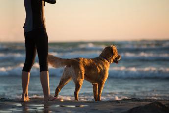 Vacanze con cani e gatti? Nasce Bauking.com per prenotare voli e viaggi a '4 zampe' con un click