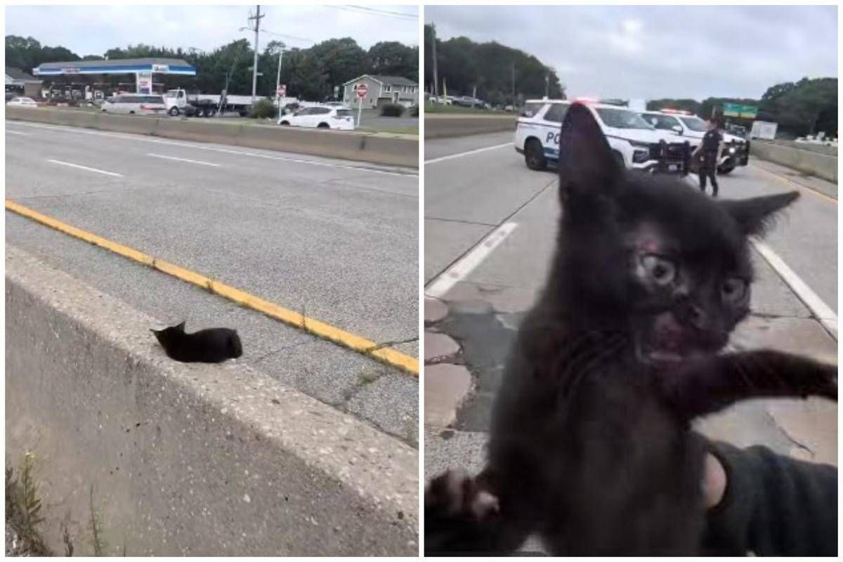 https://www.adnkronos.com/resources/02a8-2174ad234048-1ec04fe38fae-1000/format/huge/gatto_autostrada_fb.jpeg