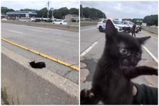 Il gatto in autostrada - Facebook