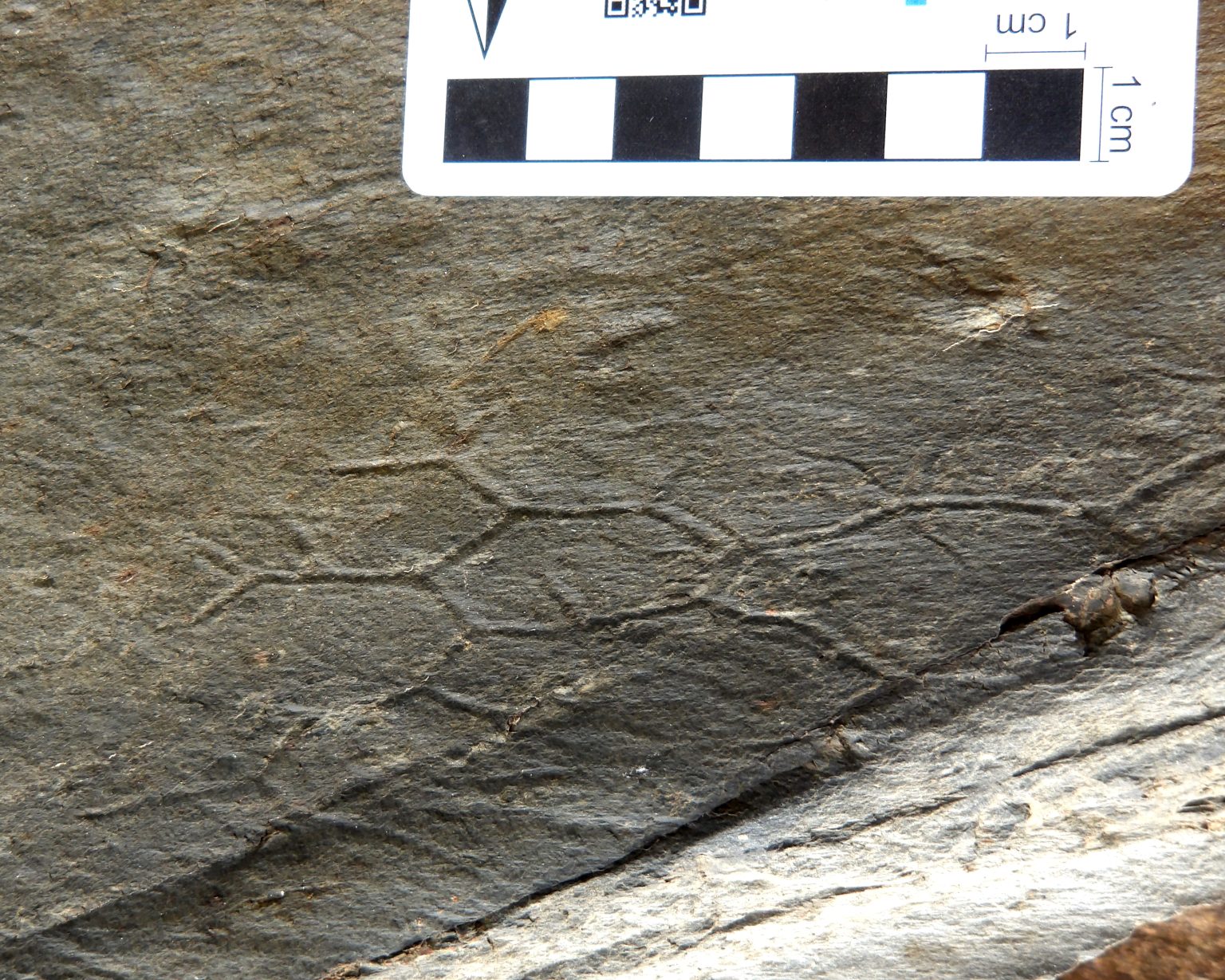 paleodictyon torre de moncorvo 1536x1229