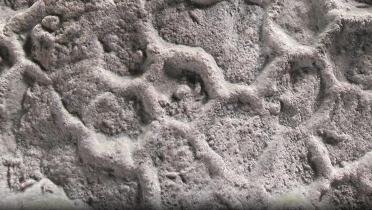 Il mistero del Paleodictyon: ecco chi disegna esagoni nei fondali marini da mezzo miliardo di anni