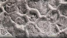 Il mistero del Paleodictyon: ecco chi disegna esagoni nei fondali marini da mezzo miliardo di anni
