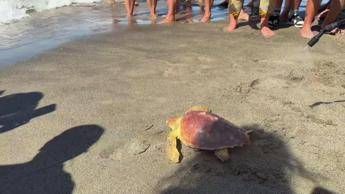 Il ritorno in mare della Caretta caretta Fortuna, un mese fa era stata soccorsa a Maccarese - Video