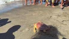 Il ritorno in mare della Caretta caretta Fortuna, un mese fa era stata soccorsa a Maccarese - Video