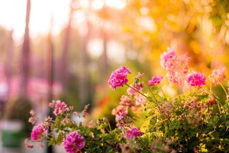 Fiori in un giardino - 123rf