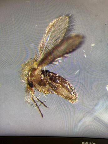 Tutto sui pappataci, vettori del Toscana virus. "Sempre più diffusi al Nord"