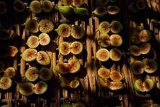 Food: tra agricoltura e cultura torna 'Ficus in tabula'