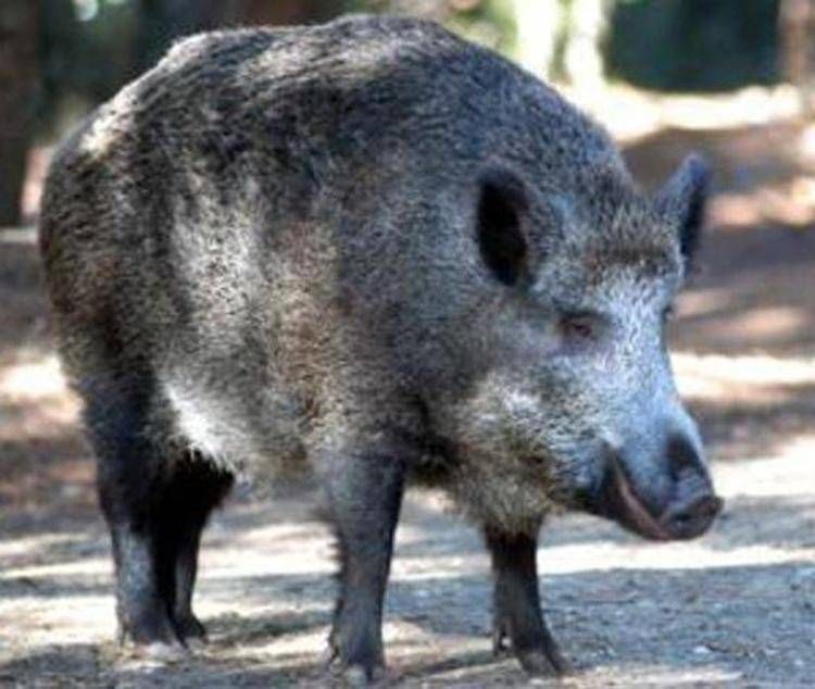 Un cinghiale - (Adnkronos)