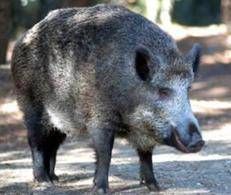 Un cinghiale - (Adnkronos)