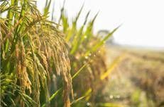 Agricoltura - (Adobe)
