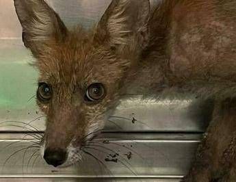 Il cucciolo di volpe  - Foto dal post su Fb del Parco dell'Appia Antica