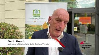 Tabacco, Bond (Regione Veneto): 